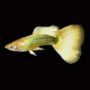 Full Gold Guppy MALE