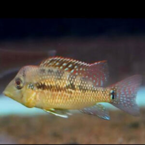 Gold Dust Geophagus 10cm
