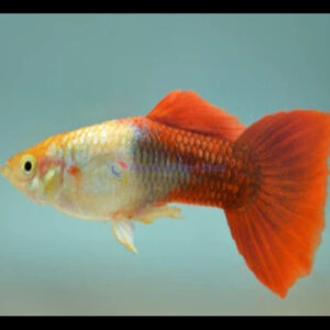 Golden Red Male Guppy
