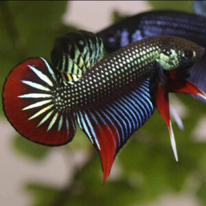 Green Imbellis Betta Male