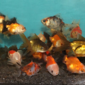 10 x Assorted Oranda Pack 5-6cm(Tri-Panda-R/B-R/W-Calico-Black-Red Cap)