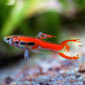 Red Endler Guppy