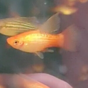 Hifin Yellow Variatus Platy