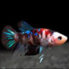 koi galaxy female betta