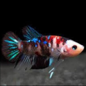 Koi Galaxy Betta Female