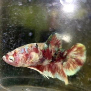 koi Galaxy White Rim (Male)