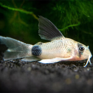 Panda Cory Long fin 2/3cm