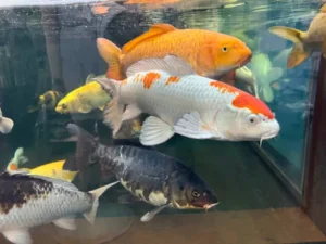 pet fish for sale near me