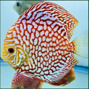 Pigeon Checkerboard Discus 7cm ***HIGH GRADE***