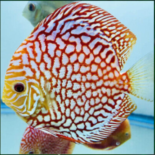 Pigeon Checkerboard Discus 7cm ***HIGH GRADE*** 1 pigeon