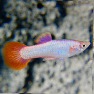 Platinum Pink Tail Guppy MALE
