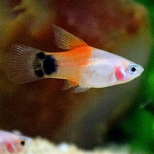 Carolina Platy