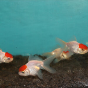 Red Cap Oranda 5-6cm