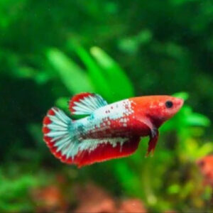 Red Cap Fancy Copper Betta Female