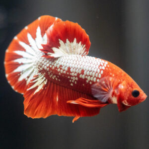Red Cap Fancy Copper Betta Male