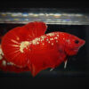 red gold galaxy betta