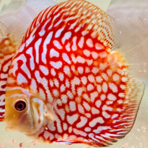 Red Rafflesia Discus 7cm ***HIGH GRADE***