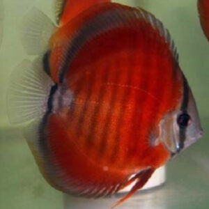 Red Rose Discus 7cm ***HIGH GRADE***