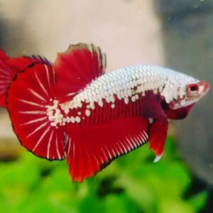 Red Samurai Betta ***NEW***
