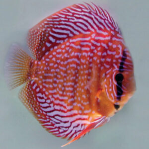 Red Scribble Discus
