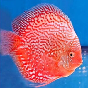 Stardust Discus 7cm ***HIGH GRADE***