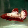 startail red copper male betta
