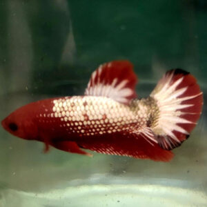Startail Red Copper Betta Male