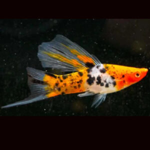 Hifin Sanke Swordtail