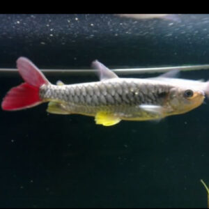 Yellow Fin Chalceus 5cm